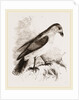 Red-billed Pique-boeuf by Anonymous