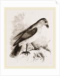 Red-billed Pique-boeuf by Anonymous
