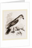 Red-billed Pique-boeuf by Anonymous