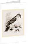 Red-billed Pique-boeuf by Anonymous