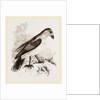 Red-billed Pique-boeuf by Anonymous
