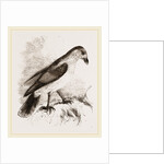 Red-billed Pique-boeuf by Anonymous