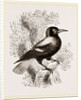 Piping Crow by Anonymous
