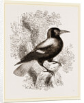Piping Crow by Anonymous