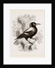 Piping Crow by Anonymous