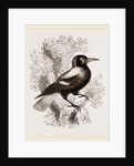 Piping Crow by Anonymous