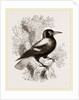 Piping Crow by Anonymous