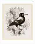 Piping Crow by Anonymous