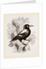 Piping Crow by Anonymous