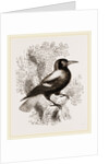 Piping Crow by Anonymous