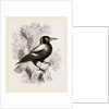 Piping Crow by Anonymous