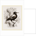 Piping Crow by Anonymous