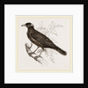 Java Mino-Bird by Anonymous