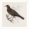 Java Mino-Bird by Anonymous