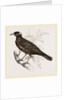 Java Mino-Bird by Anonymous