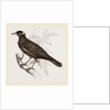 Java Mino-Bird by Anonymous
