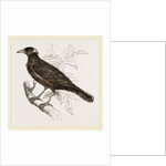 Java Mino-Bird by Anonymous
