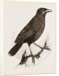 Yellow-billed Myophone by Anonymous