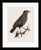Yellow-billed Myophone by Anonymous