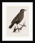 Yellow-billed Myophone by Anonymous