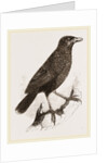 Yellow-billed Myophone by Anonymous