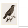 Yellow-billed Myophone by Anonymous