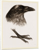 Head and Foot of Raven by Anonymous