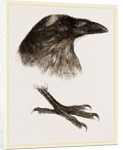 Head and Foot of Raven by Anonymous