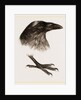 Head and Foot of Raven by Anonymous