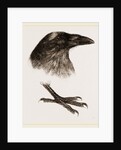 Head and Foot of Raven by Anonymous