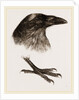 Head and Foot of Raven by Anonymous