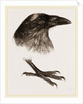 Head and Foot of Raven by Anonymous