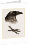 Head and Foot of Raven by Anonymous