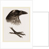 Head and Foot of Raven by Anonymous