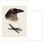 Head and Foot of Raven by Anonymous