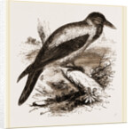 Royston Crow by Anonymous