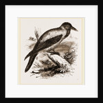 Royston Crow by Anonymous