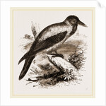 Royston Crow by Anonymous