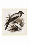 Royston Crow by Anonymous