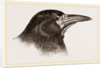 Head of Rook by Anonymous