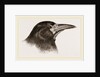 Head of Rook by Anonymous