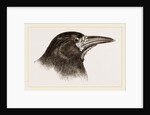 Head of Rook by Anonymous