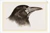 Head of Rook by Anonymous