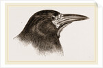 Head of Rook by Anonymous