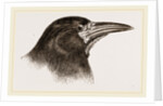 Head of Rook by Anonymous
