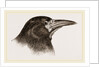 Head of Rook by Anonymous