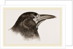 Head of Rook by Anonymous