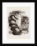 Baltimore Oriole and Black Snake by Anonymous