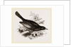 Red-billed Weaver-Bird by Anonymous