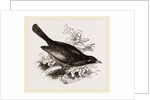 Red-billed Weaver-Bird by Anonymous